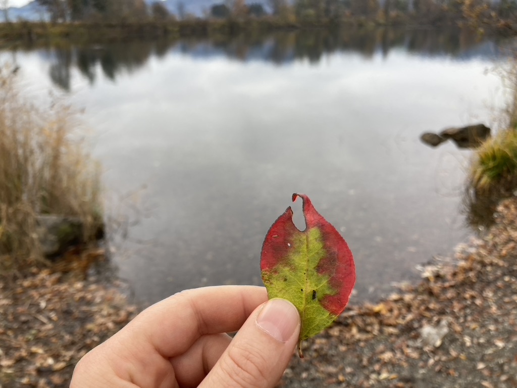 Eine linke Hand hält ein grün-rotes Herbstblatt vor dem Alten Rhein in Lustenau mit Wasser und sich spiegelnden Bäumen.