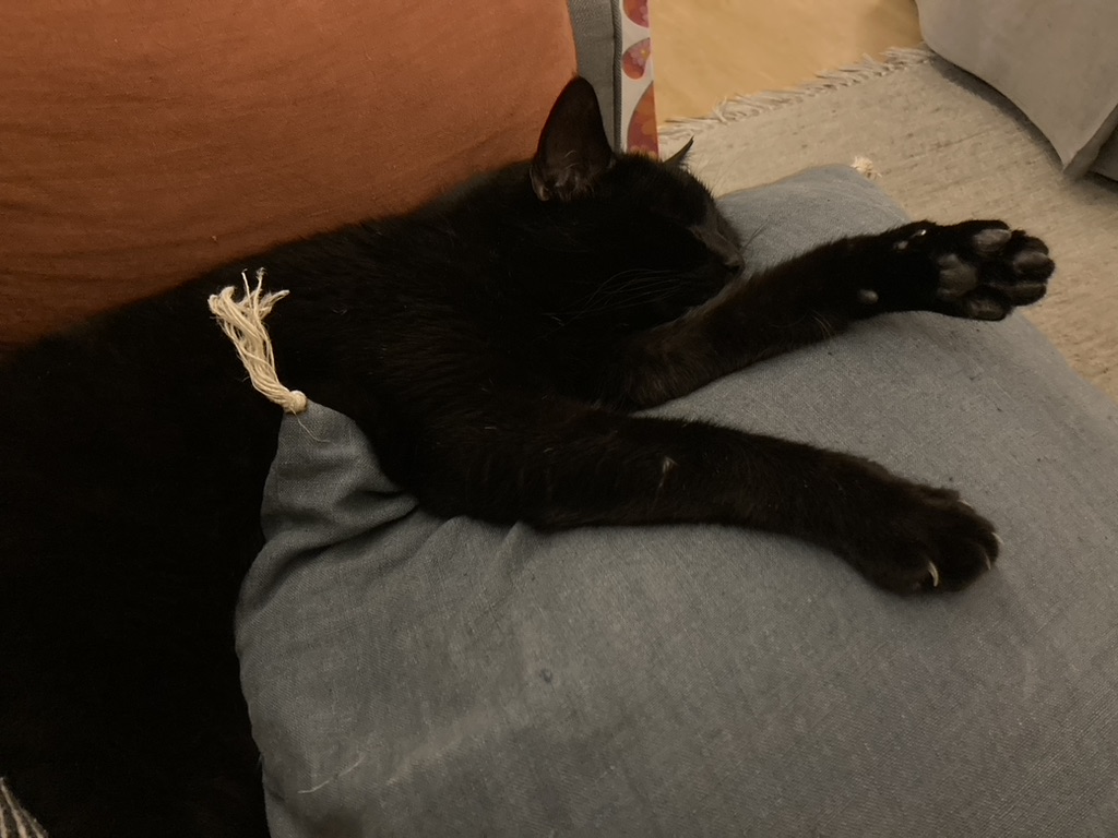 Unsere schwarze Katze chillt, indem sie schlafend ein Kissen "umarmt".