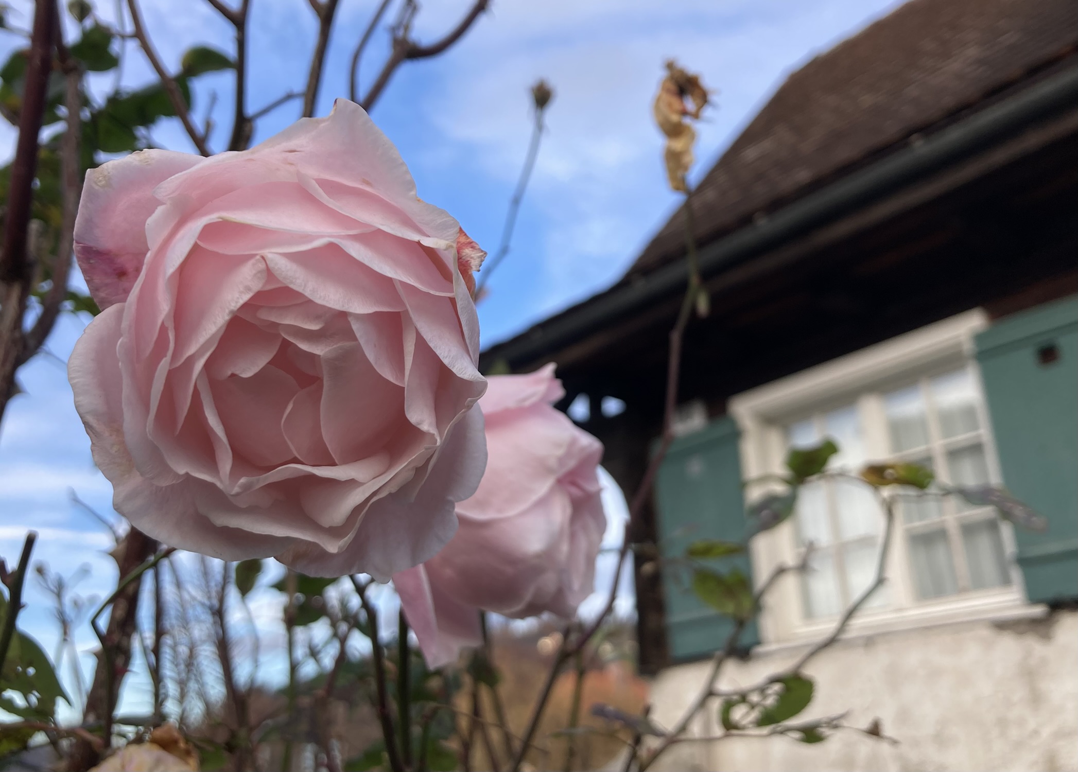 Auf dem Foto ist mittig links eine Rose mit 2 blühenden rosa Köpfen zu sehen und im Hintergrund ein altes Haus.