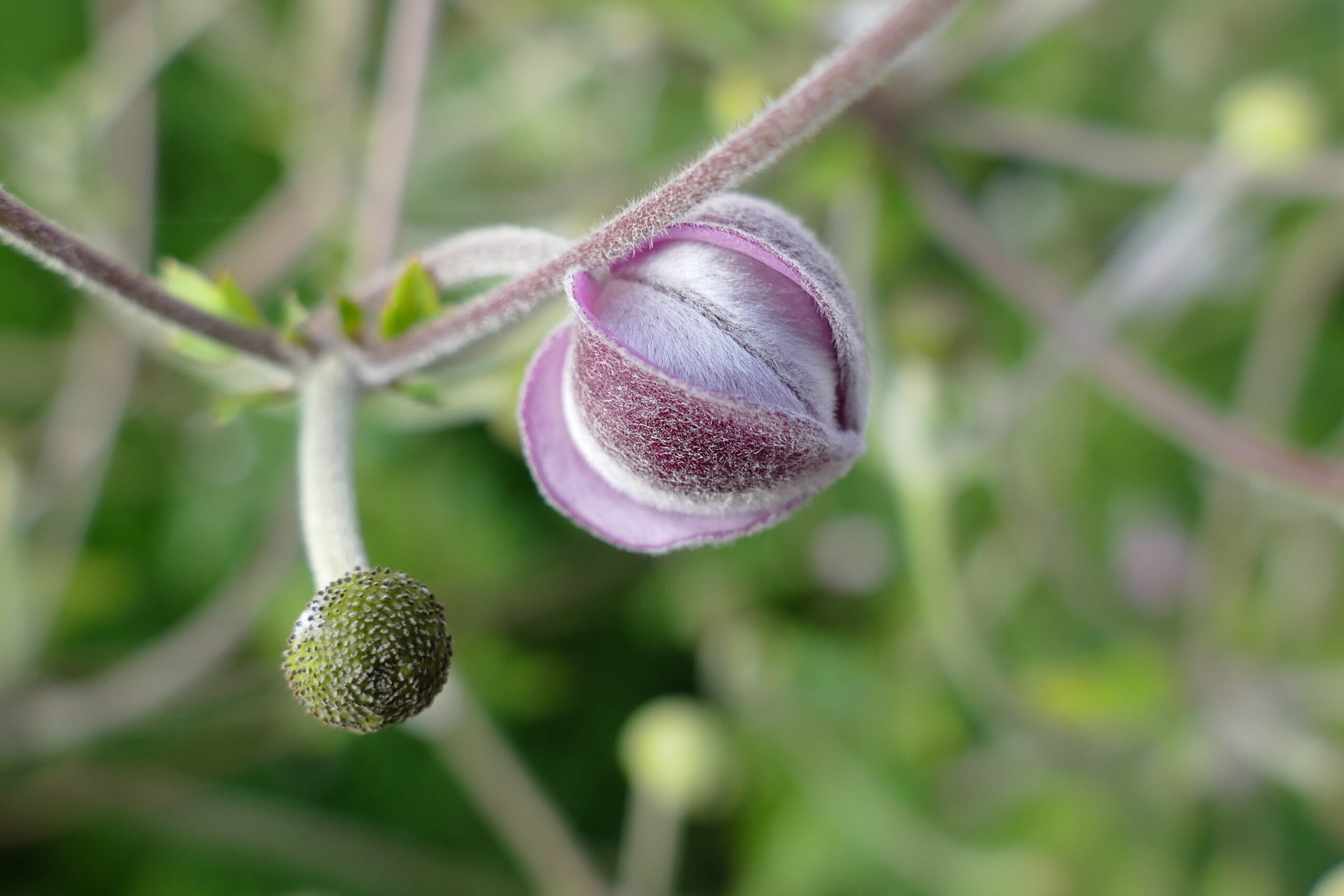Das Foto zeigt eine noch geschlossene rosa Blüte mit zartem Haarflaum.