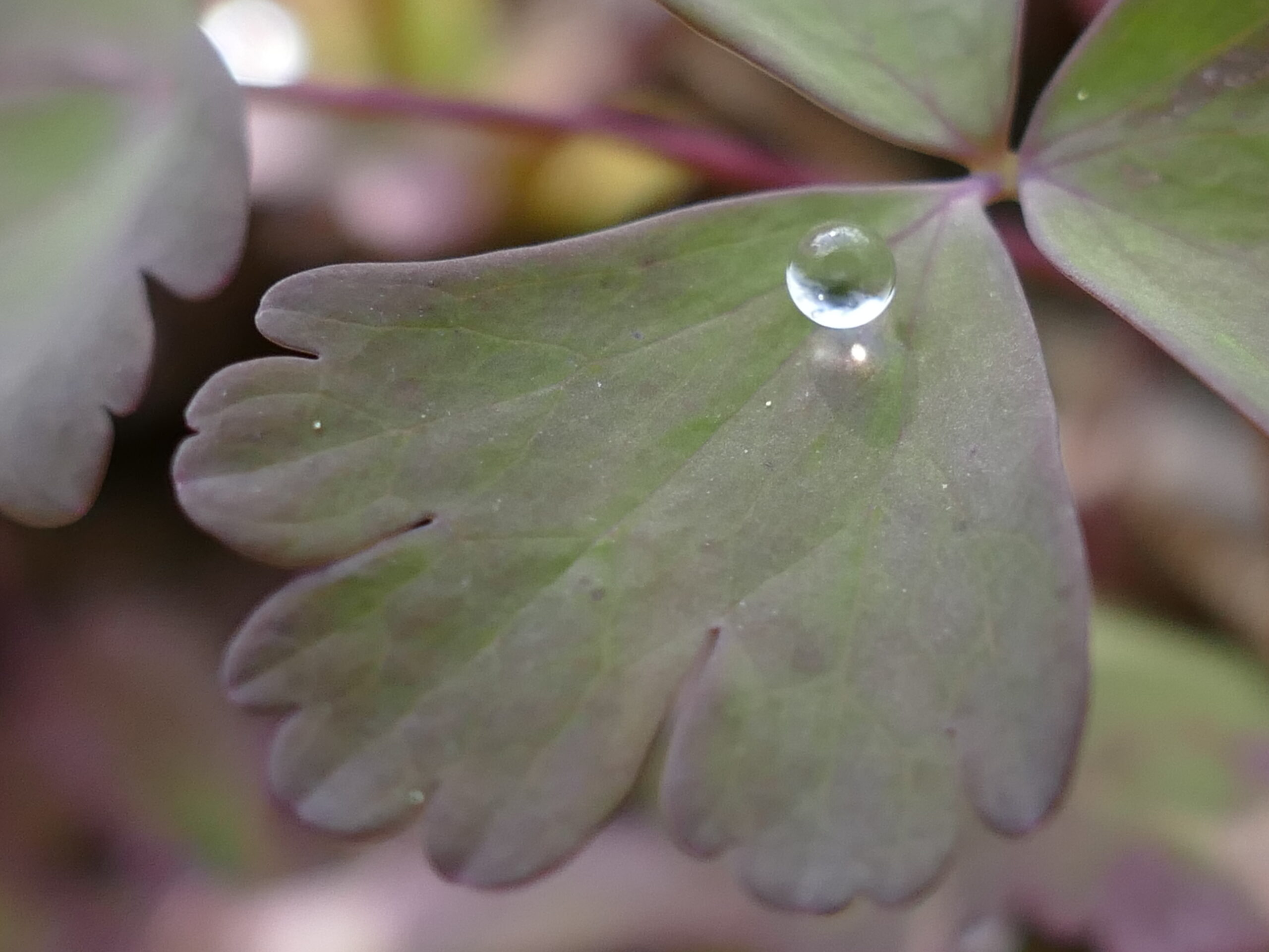 Pflanzenzeich(n)en im April ’26